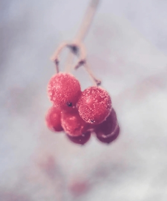 Snowflakes on red berries